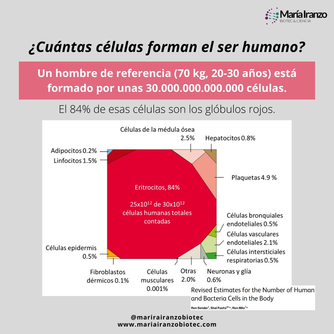 MariaIranzoBio's tweet photo. 🤔¿CUÁNTAS CÉLULAS CREES QUE FORMAN TU ORGANISMO? 

El tuyo en concreto, no lo sé.  Pero el de un hombre adulto estándar (20-30 años y 70 kg de peso), por nada más y nada menos que 30.000.000.000.000 #células.

https://t.co/iqwmeYLFFF https://t.co/LWO2w7OcHm