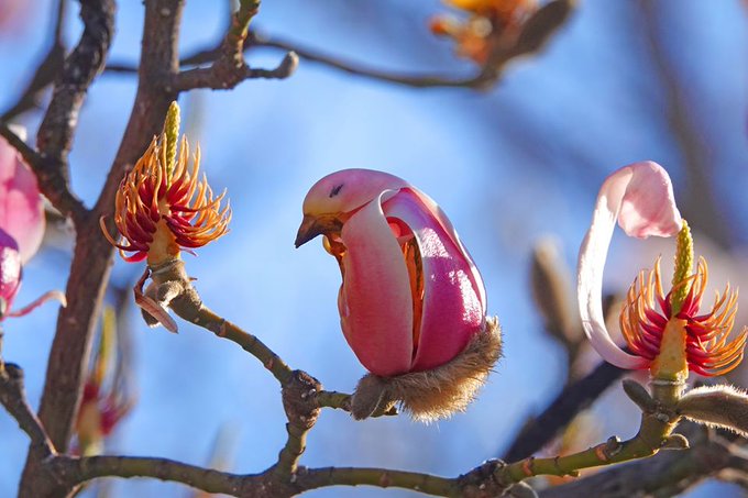 CRCiencia's tweet image. FLORES
La curiosa floración de la magnolia yulan (Magnolia denudata) hace que en ocasiones se la pueda confundir con un pequeño pájaro posado sobre una rama 🌸
