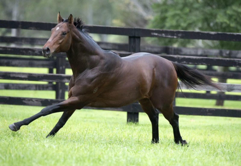 anz_news's tweet image. Proven Group sire GHIBELLINES heads the 2022 roster at @WRLStud at $NZ8,000 + gst. Champion European Miler ANCIENT SPIRIT will stand his 2nd season at $NZ7000 + gst. 

Proven Group 1 sire RAISE THE GLAG is unchanged at $NZ6,000 + gst with GALLANT GURU listed at $NZ2,000 + gst.