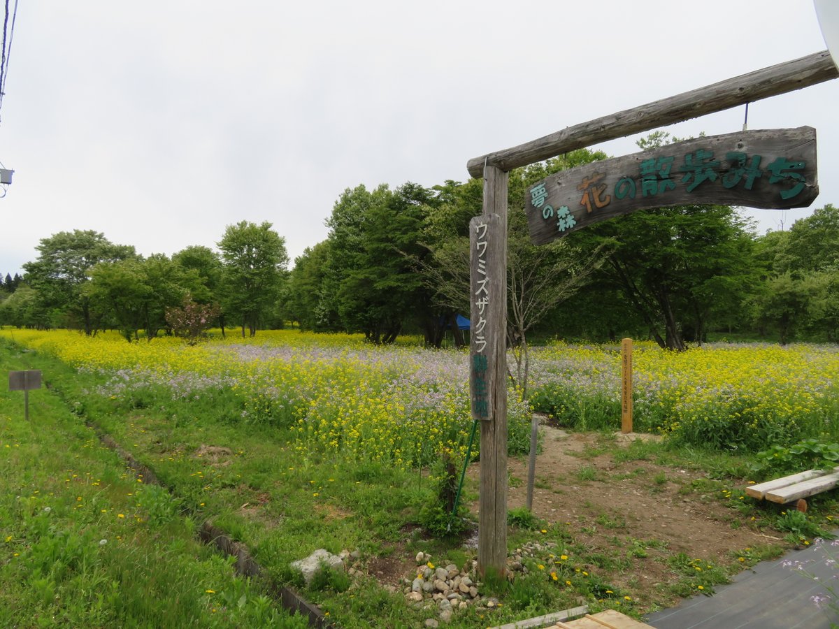 KeijiHata's tweet photo. 喜多方市熱塩加納町の夢の森近くにある「夢の森花の散歩道」では、今ウワミズザクラと菜の花が満開です。 https://t.co/Eh5nFGVUe3