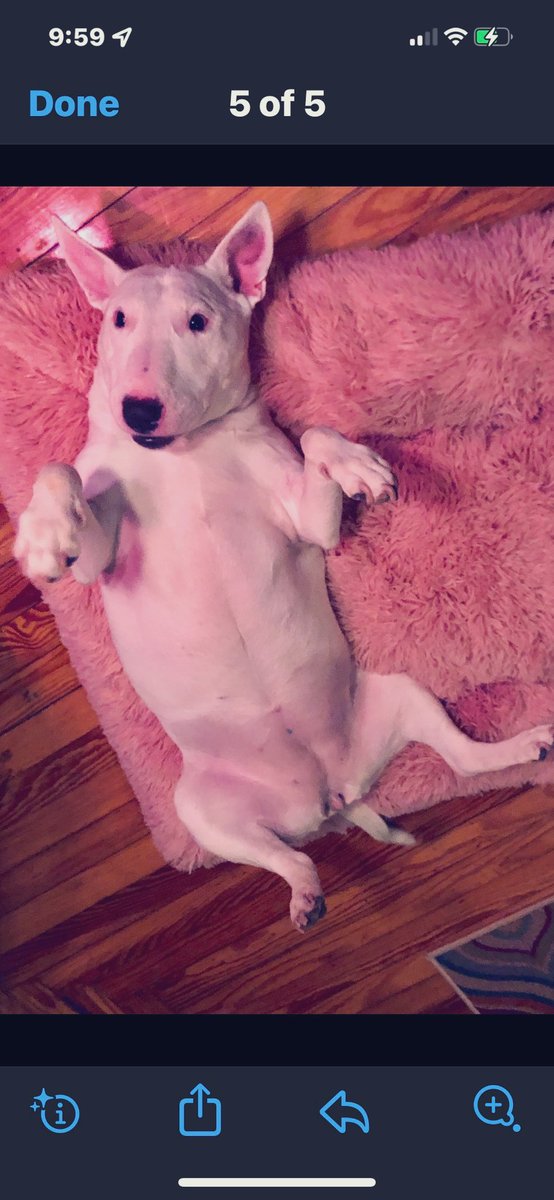 My son bought a new doggie bed for my English Bull Terrier Gia 💖He knew I was going to buy it but he gave me this gift .It had to expand for 24 hrs so her first time on it you can see she obviously likes it lol ❤️