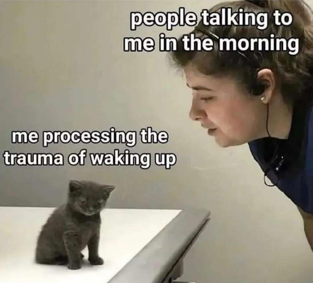 Cat Dealer tweet media