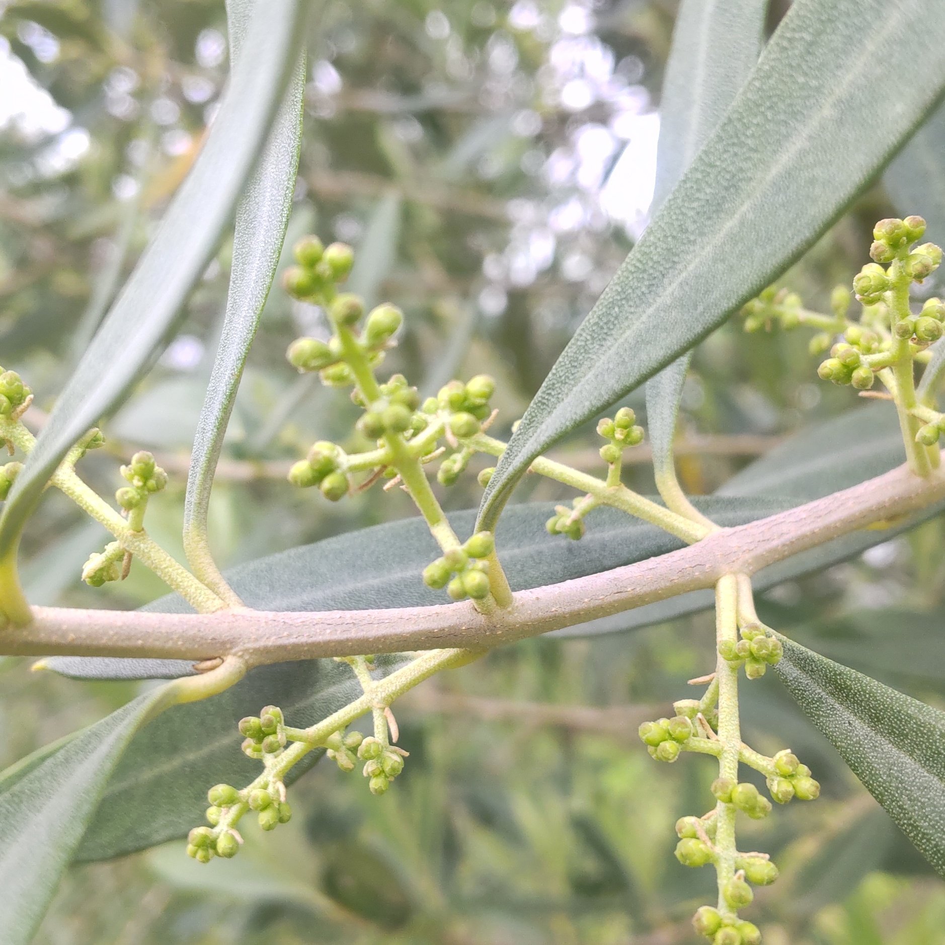 南アルプスのオリーブ畑ながら Olive Organic Twitter