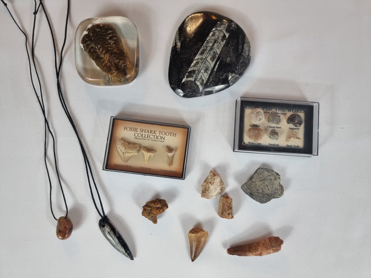 eli_adventures's tweet photo. Fossil #giveaway – Free entry Would you like the be in the random draw for some Fossils Enter via our Youtube video link https://t.co/VlsPKQjiTg https://t.co/Y4odFppNoS
