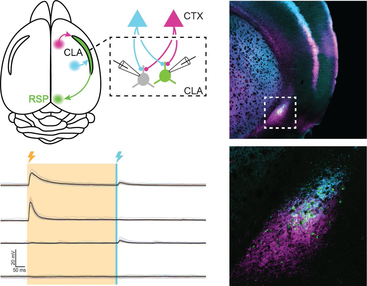 The #claustrum (CLA) is connected with many brain areas BUT we don’t know all the connectivity rules for single neurons at the functional level. We found that CLA INTEGRATES.

👇Read on &amp; see our preprint to learn more! 

biorxiv.org/cgi/content/sh…

 (1/11)