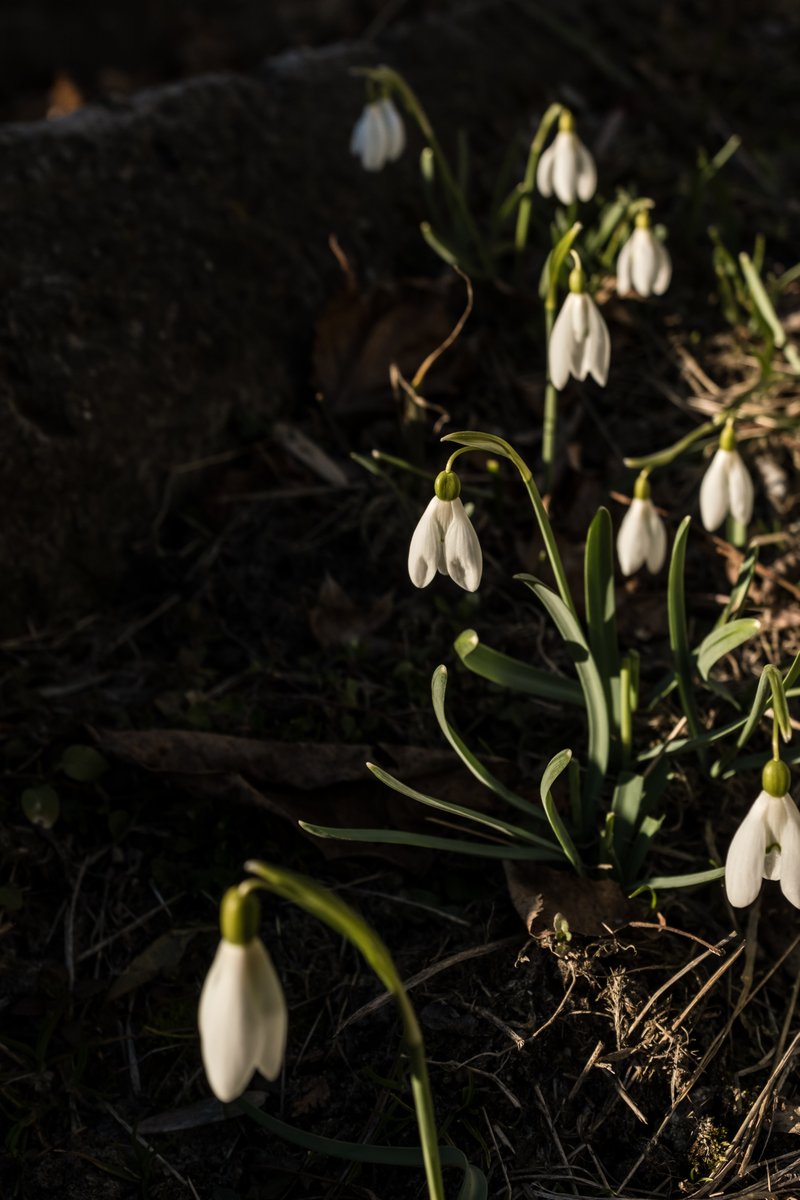 The fleurs in the <a href="/obscuratwt/">The World Today 10k+</a> reveal thus far!
Madurez <a href="/nanigutierrez_/">Nani Gutiérrez</a> collector <a href="/jackthestreet/">Jack Simpson</a> 
In Bloom <a href="/EvaVerbeeck/">Eva Verbeeck</a> collector <a href="/Cryptojuiced/">CryptoJuiced🧃</a>  Fun Facts 019 <a href="/cristinaDmiddel/">Cristina De Middel</a> collector <a href="/bypip/">Pip</a> 
New life amidst war, is there hope? <a href="/Oks_Parafeniuk/">Oksana Parafeniuk</a> collector <a href="/mich_viljoen/">Michelle Viljoen</a>