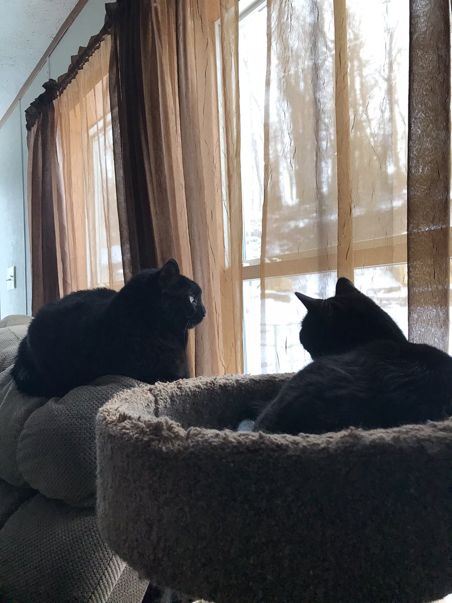 cldt67's tweet photo. @Cat__Happy Here!  I have 2 mini panthers. https://t.co/0N8N7Mo9MF