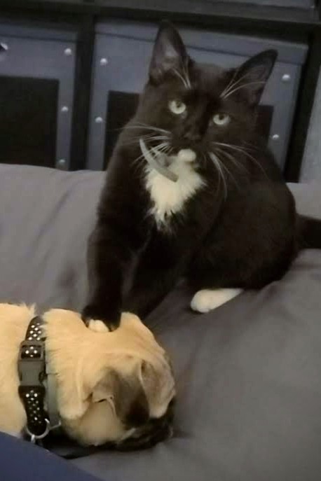 I, for one, welcome our new feline overlords. Ours goes by the name Luna. #ZetaCatReview
