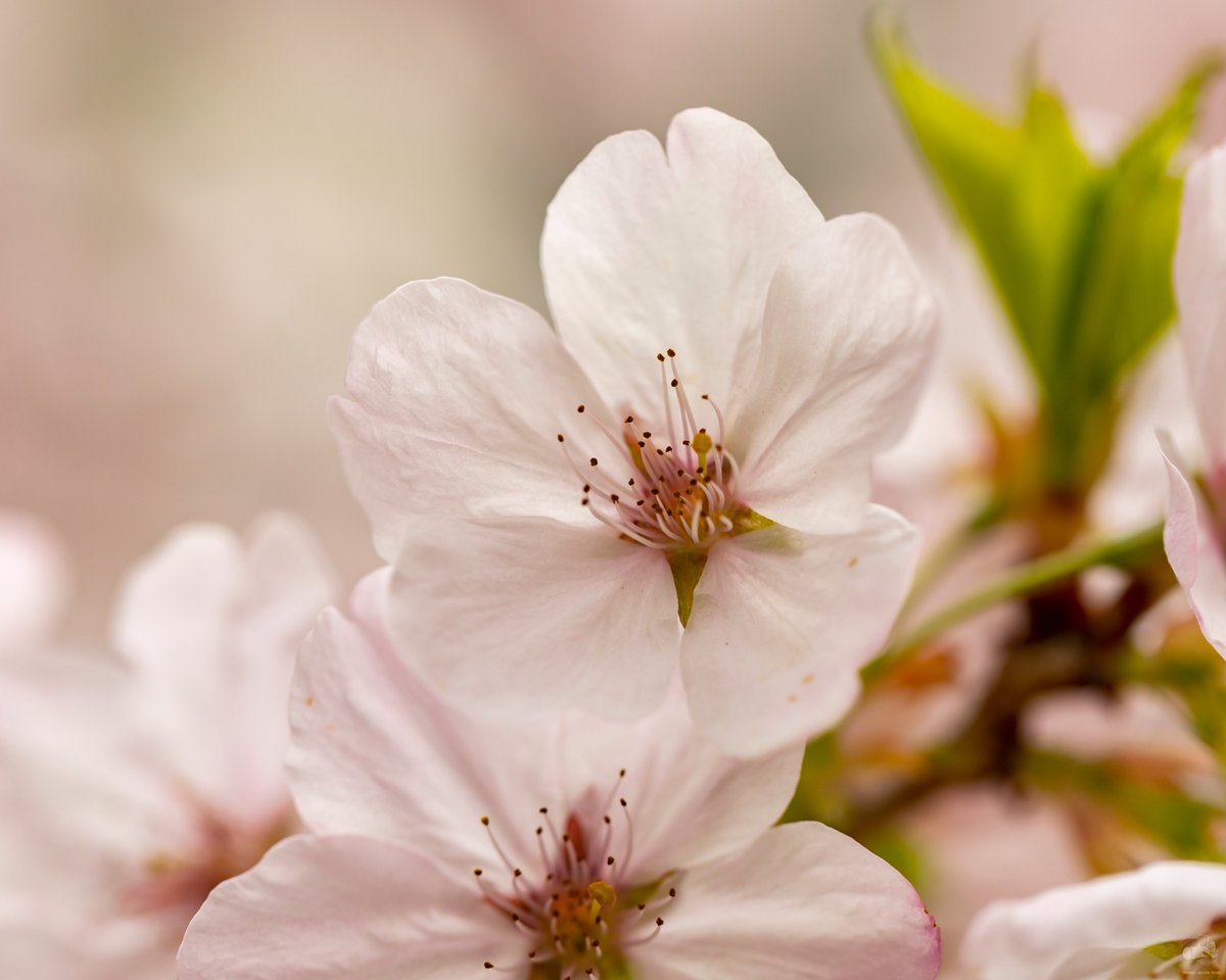 MWilsonMedia's tweet photo. Close-ups of the cherry blossoms at Robarts Library at @UofT taken with my Canon EF 100mm f2.8 L IS USM macro lens.

#CherryBlossoms #CherryBlossomsTO #UofT #RobartsLibrary #Toronto #CityOfTO #Ontario #Canada #Canon #Photography #Nature #NaturePhotography #MacroPhotography https://t.co/GTMexDNtci