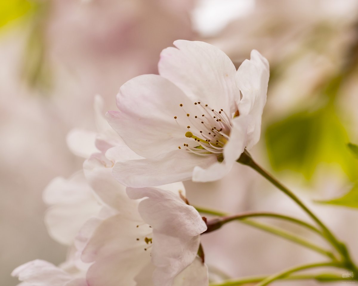 MWilsonMedia's tweet photo. Close-ups of the cherry blossoms at Robarts Library at @UofT taken with my Canon EF 100mm f2.8 L IS USM macro lens.

#CherryBlossoms #CherryBlossomsTO #UofT #RobartsLibrary #Toronto #CityOfTO #Ontario #Canada #Canon #Photography #Nature #NaturePhotography #MacroPhotography https://t.co/GTMexDNtci