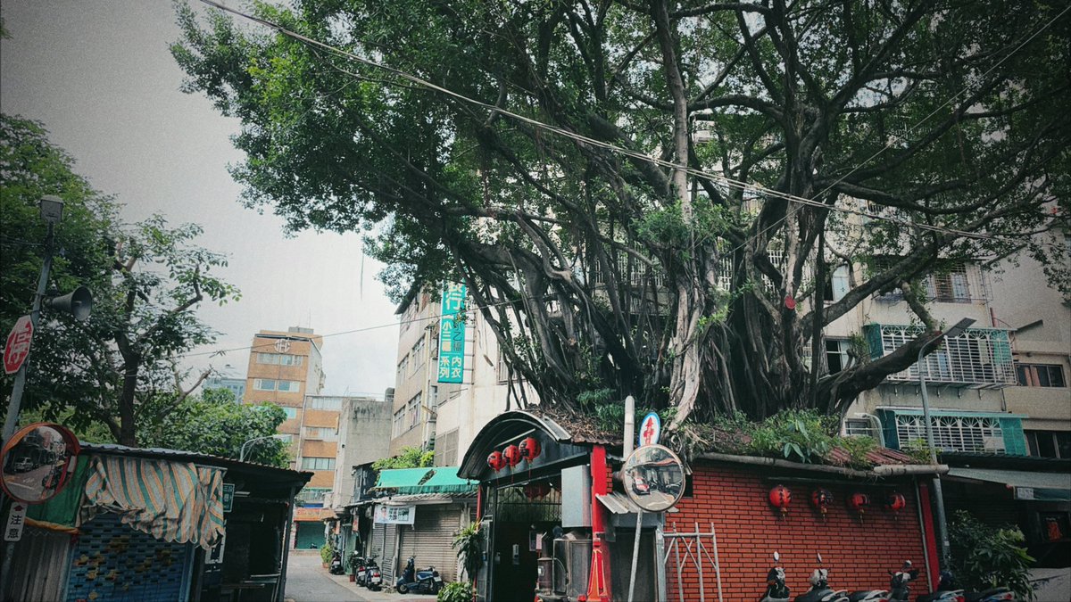 鳥かキノコか aka 獨行金針菇🍄 tweet media