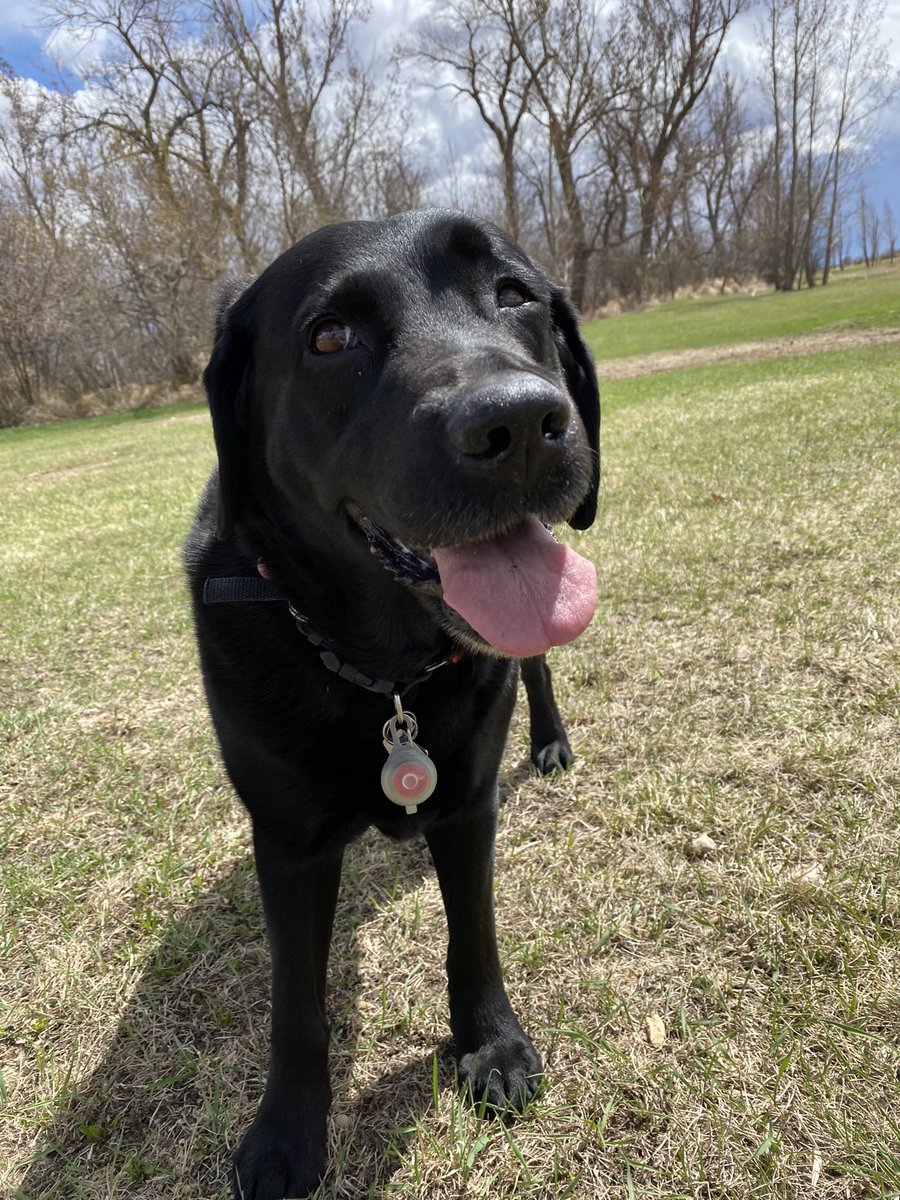 PADSk9Merlot's tweet photo. Correct me if I’m wrong,but is there a better place to be on #MothersDay2022 than at grandma’s house? #iknowimright #happy #dogsoftwitter #SundayFunday #countrylife #SK https://t.co/C7e2WbFJSP