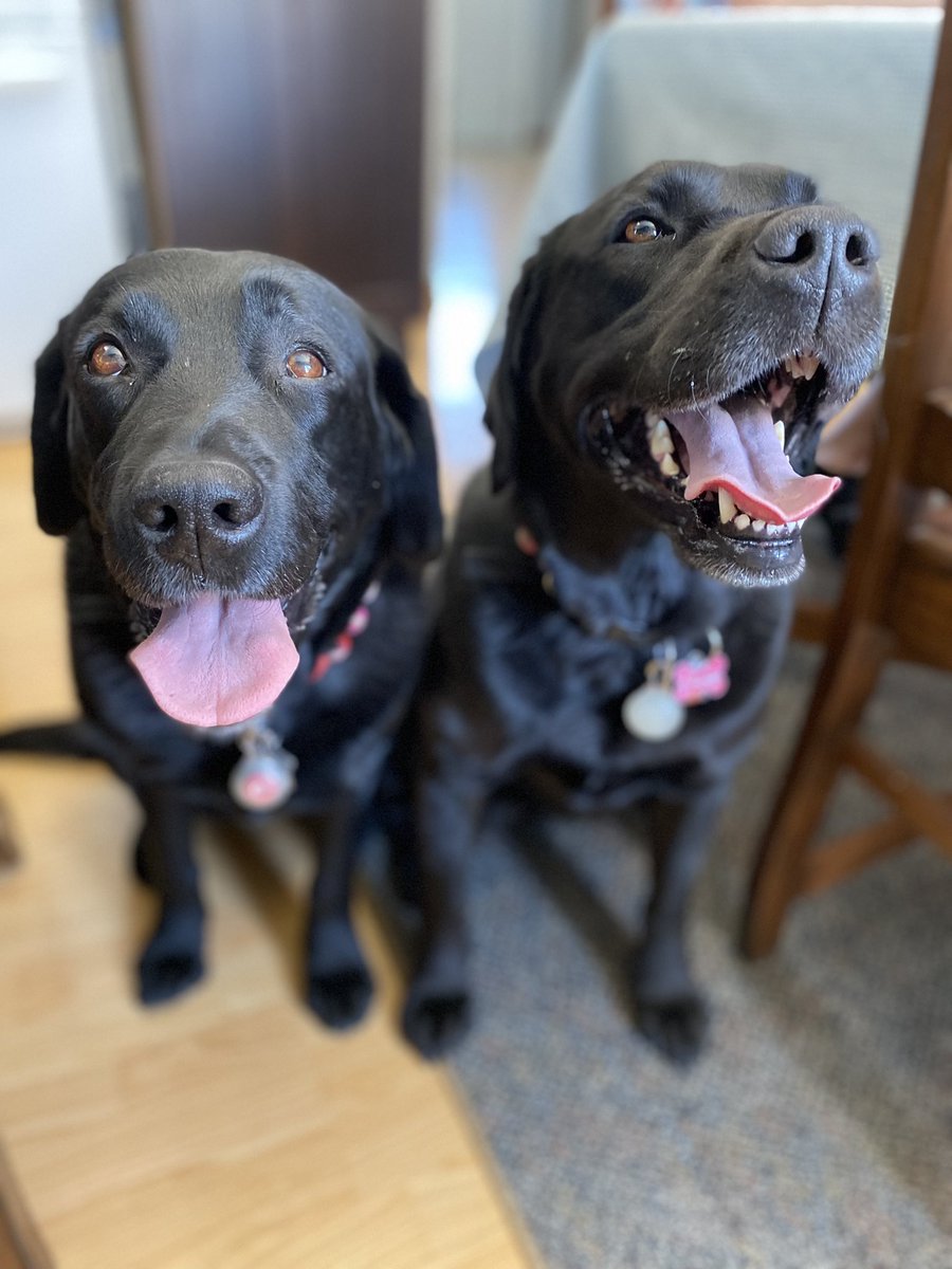 PADSk9Merlot's tweet photo. Correct me if I’m wrong,but is there a better place to be on #MothersDay2022 than at grandma’s house? #iknowimright #happy #dogsoftwitter #SundayFunday #countrylife #SK https://t.co/C7e2WbFJSP