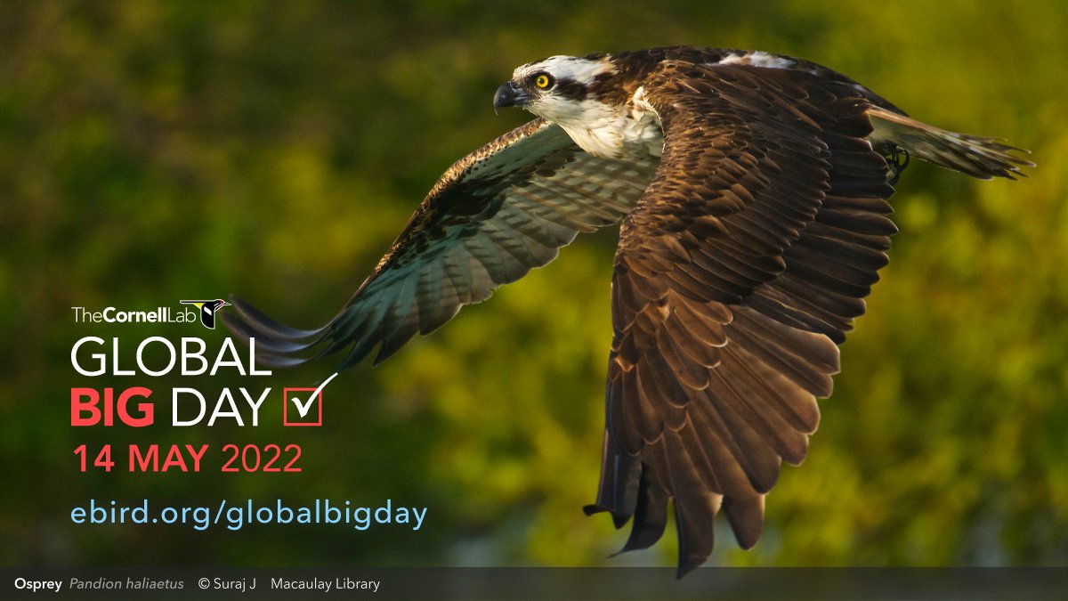 📅5月14日是世界候鳥日，也是全球觀鳥大日 #globalbigday

該怎麼參加呢?
1️⃣擁有一個 eBird帳號
2️⃣在5/14去賞鳥(在家裡後院也可以)
3️⃣將所看到和聽到的鳥類紀錄上傳eBird
任何人都可以參加喔，一起用行動關心鳥類和環境吧💚

Learn More:
bit.ly/3vUkUXD