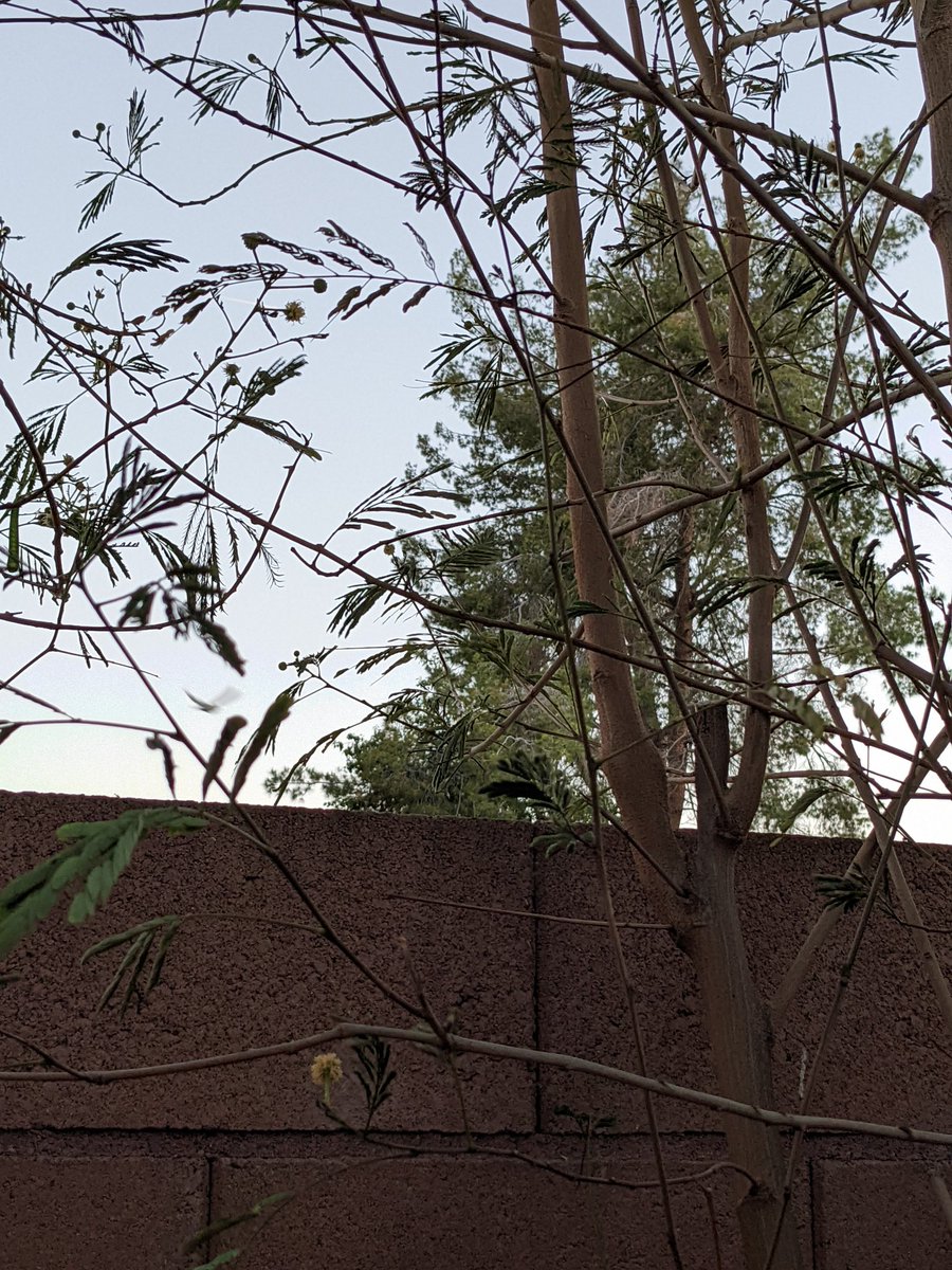 TK_Esc's tweet photo. A nice breeze tonight I decided to snap these from #pixel5a real quick
#photos #shotonpixel #pixelaseries #pixelcam https://t.co/xU5zji7oox
