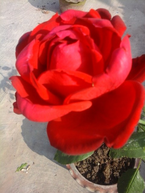 MdIslampk2021's tweet image. Good morning