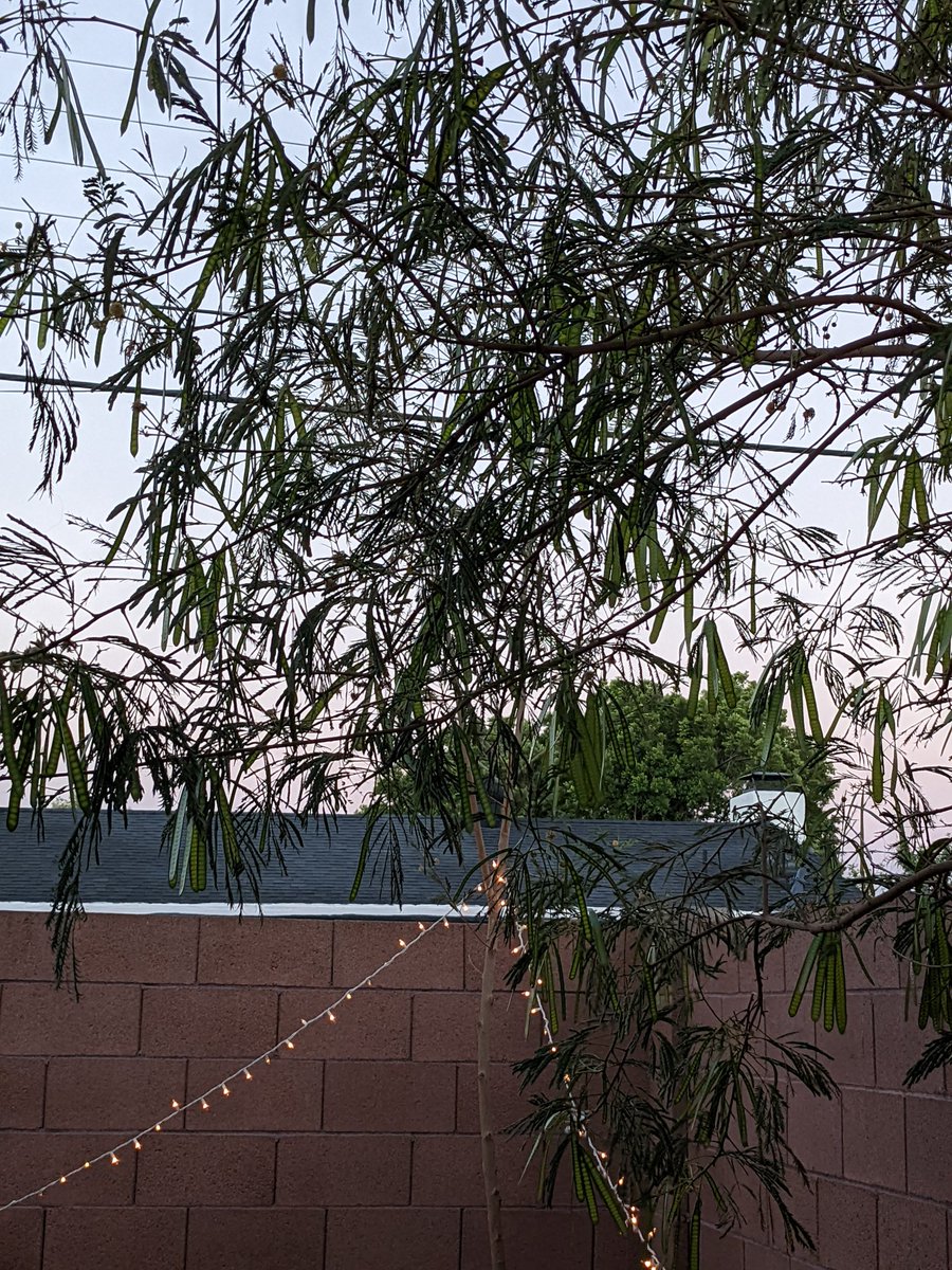 TK_Esc's tweet photo. A nice breeze tonight I decided to snap these from #pixel5a real quick
#photos #shotonpixel #pixelaseries #pixelcam https://t.co/xU5zji7oox