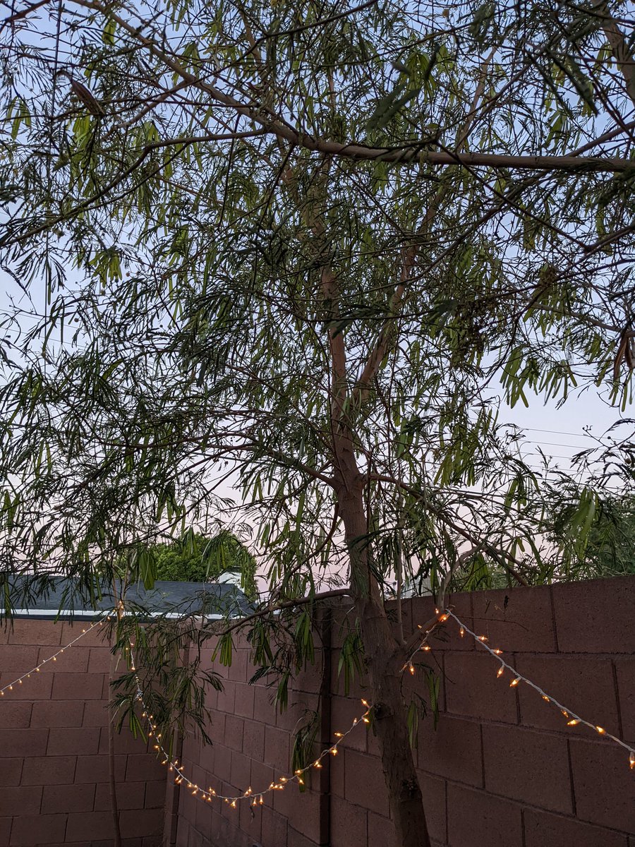 TK_Esc's tweet photo. A nice breeze tonight I decided to snap these from #pixel5a real quick
#photos #shotonpixel #pixelaseries #pixelcam https://t.co/xU5zji7oox