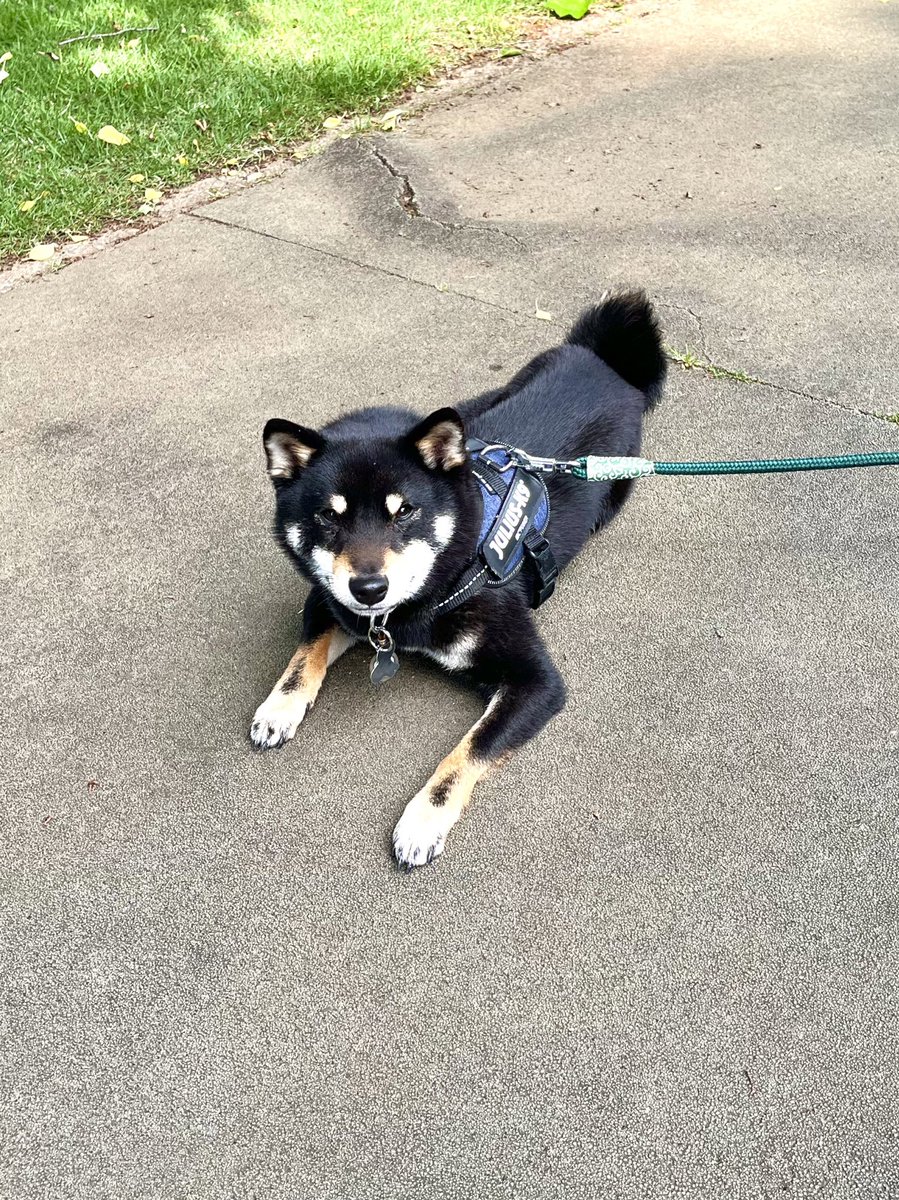 mameshibatora39's tweet photo. 拒否柴発動中😤

#豆柴
#柴犬
#まめしば
#Shiba
#豆柴好きと繋がりたい https://t.co/hoKLh5UGAj