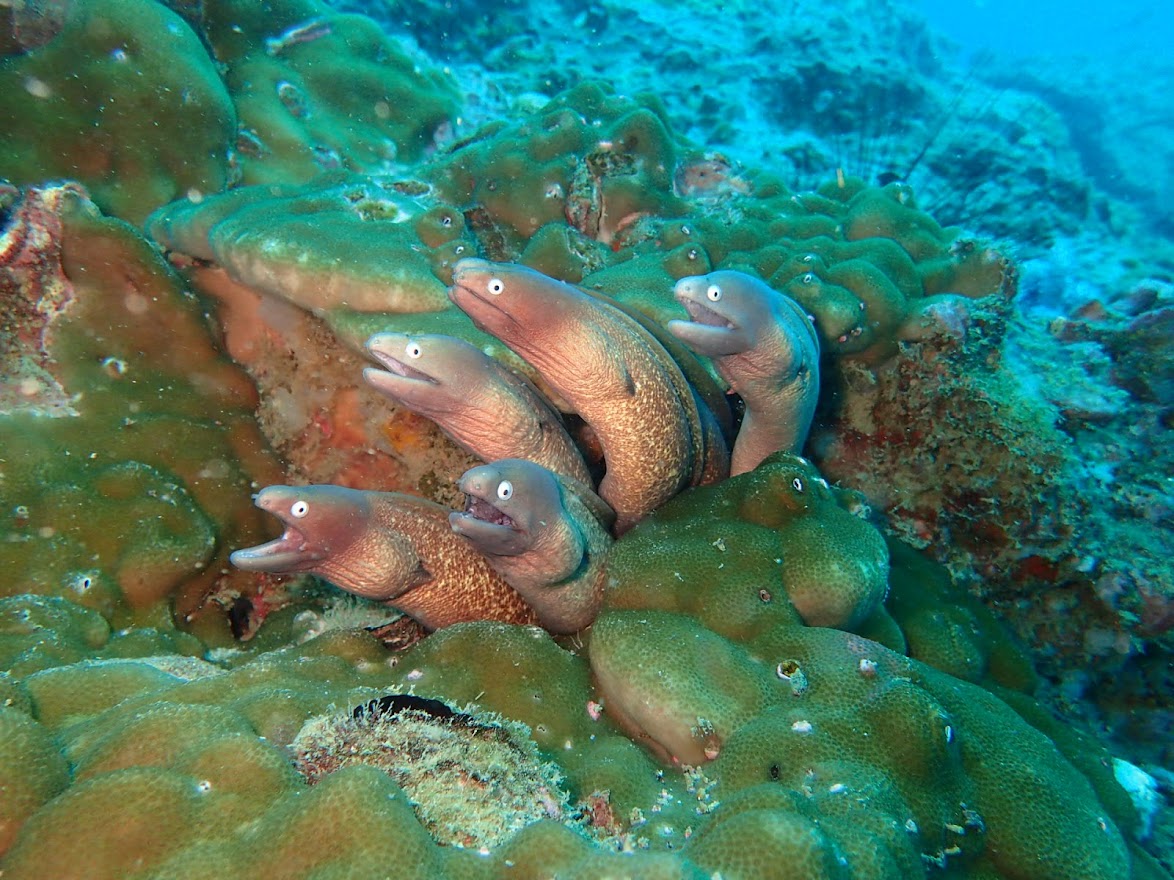 これ、プーケットのシャークポイントの『ウツボ団地』
この時は下や横にもウツボ団地がありました。
白い眼をしたサビウツボですが、どうです？かわいいでしょ！
日本人はあまり反応しませんが、欧米人は狂喜乱舞なんですよ。greendiverphuket.com/2018/10/14/10-…
#プーケット #ダイビング #シャークポイント