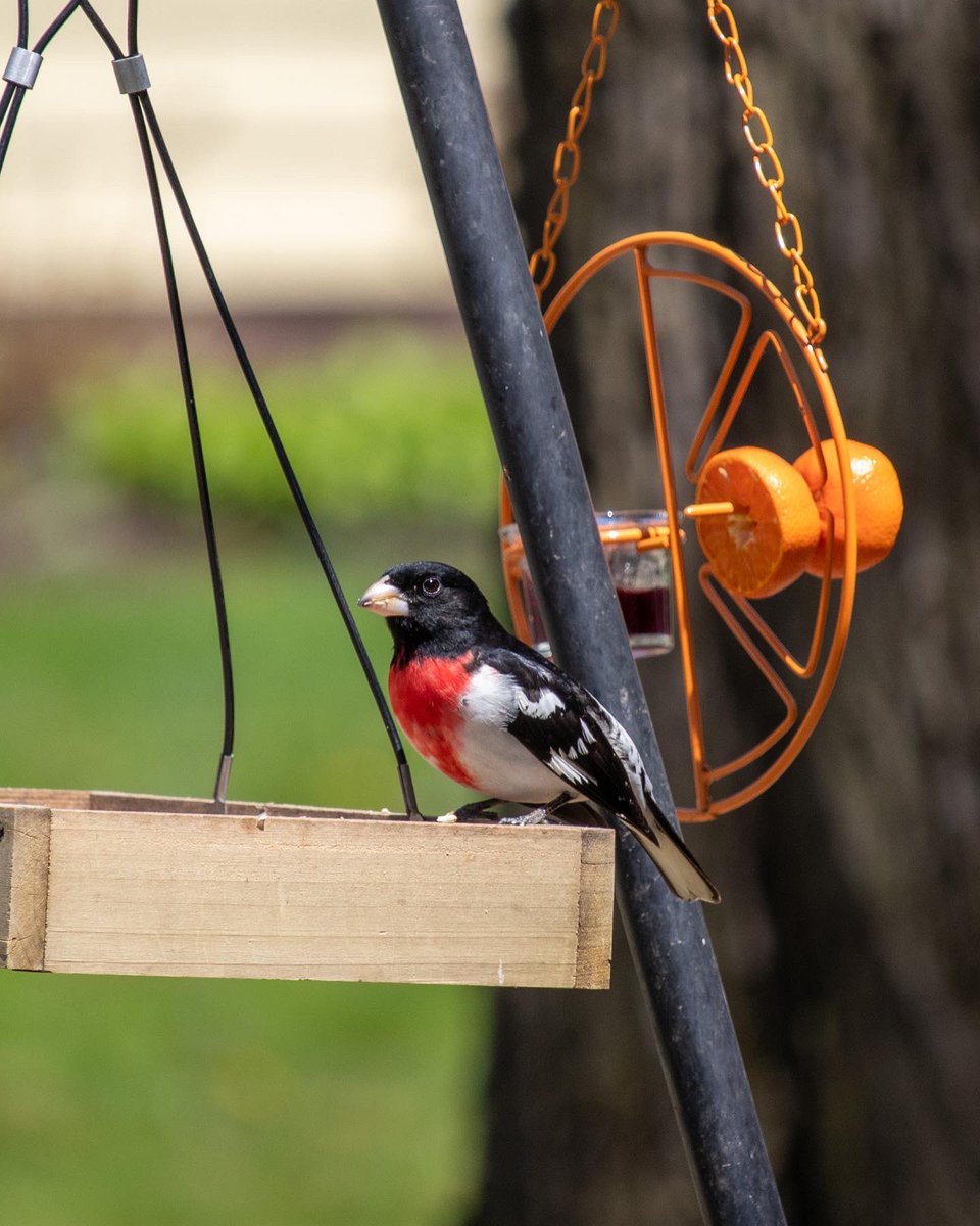 KarinaMay's tweet photo. Rose breasted grosbeak #BirdsPhotography #TwitterNatureCommunity #TwitterNaturePhotography #birdphotography #birding #michigan https://t.co/87uBlCVgHl