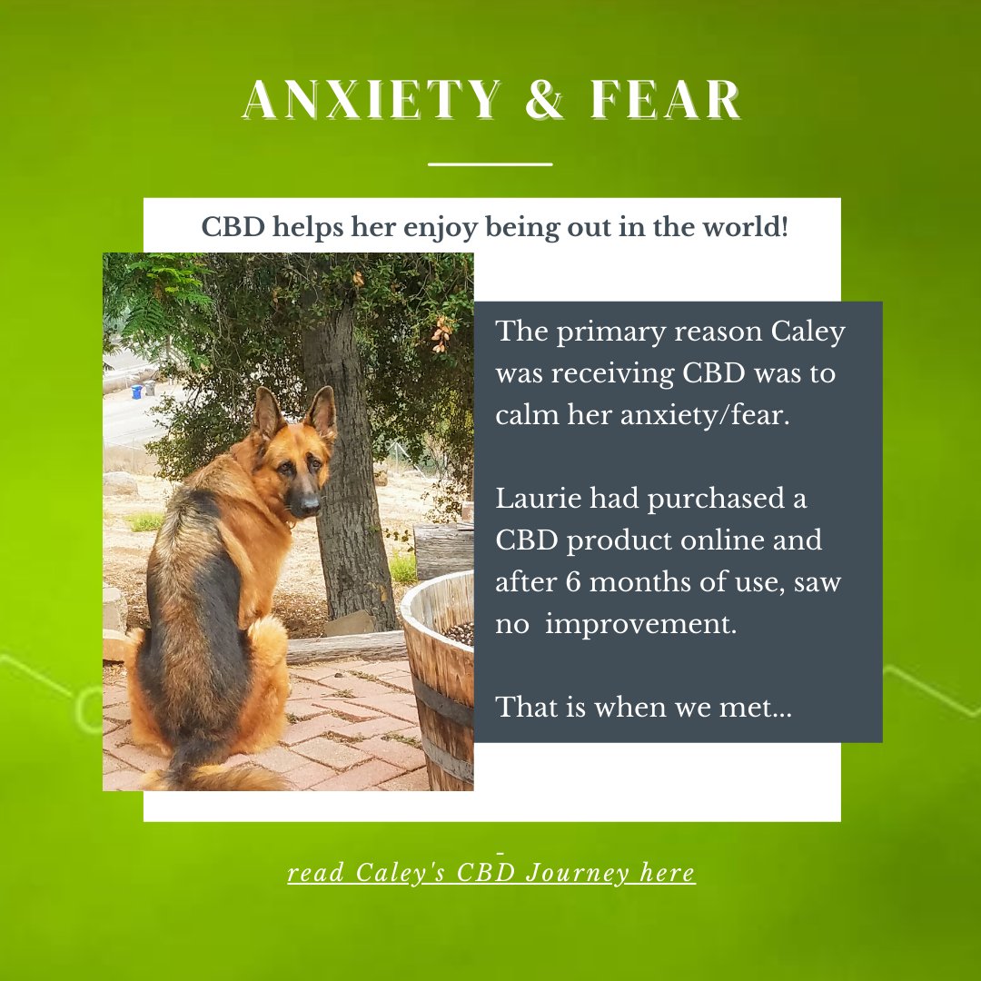 OMCannabist's tweet photo. The primary reason Caley was receiving CBD at the time was to calm her anxiety/fear especially for vet visits, training sessions or when new people visited her home. https://t.co/iSfOsAIpaJ

#cbdmadesimple #cbdfordogs https://t.co/XJDwcqLxFU