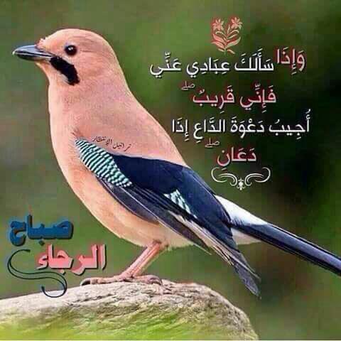 #صباح_الخير
صباح الابتسامة التي تُرسم على الوجوه لتخلق لوحة جميلة فتُدخل السعادة على الاخرين. تبسم فتبسمك في وجه اخيك صدقة 
Good morning