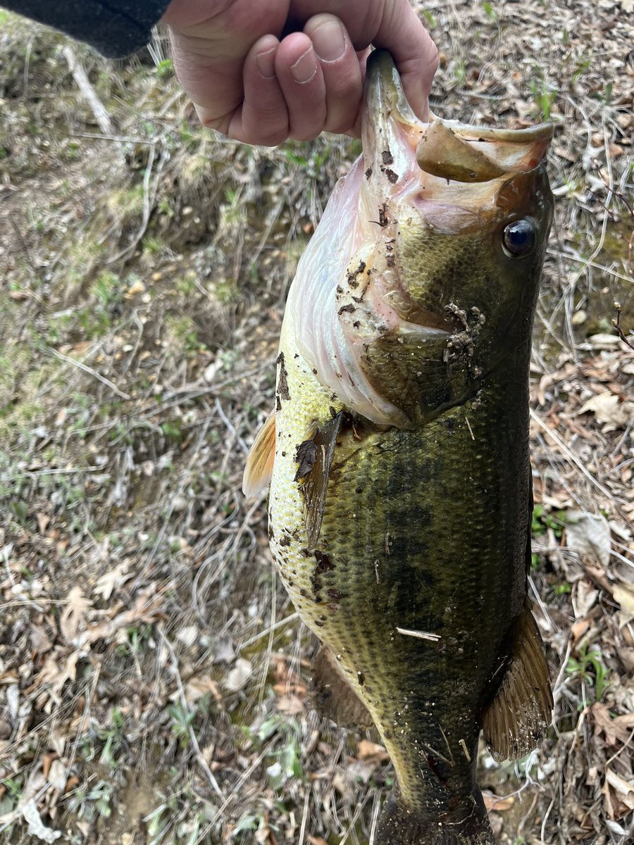 JustinMiller15m's tweet photo. I sucked at racing a sprint car last night but at least I can catch a tank!! 4.40 pounds! Healthy mama! https://t.co/1olXfOrUy0