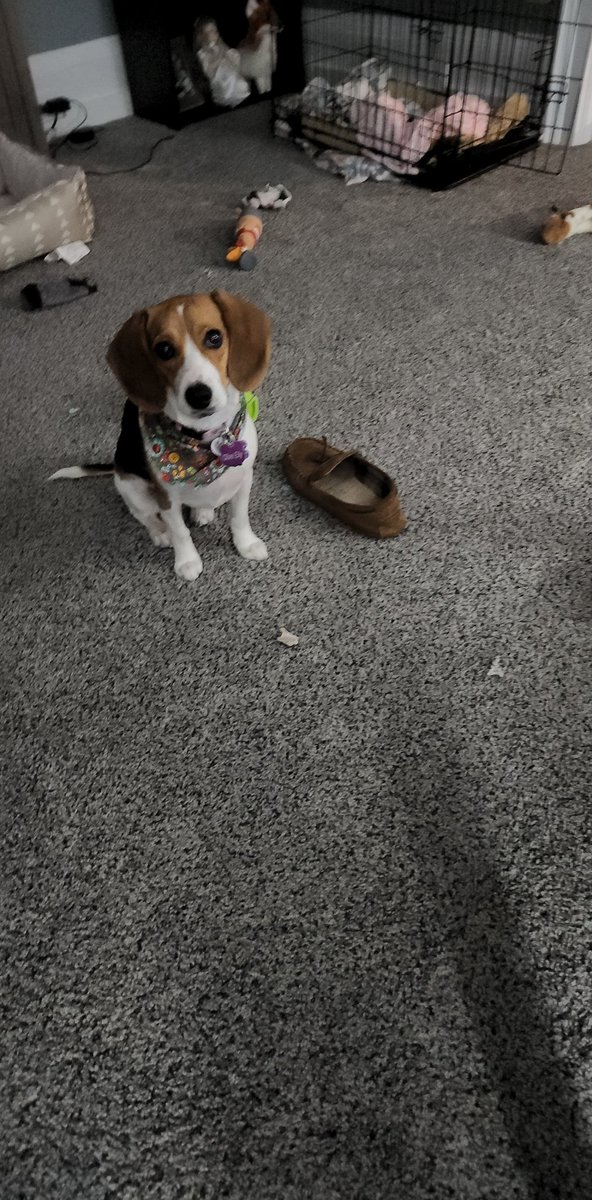 mec062192's tweet photo. Thankful for my honey bear making me a fur mommy! Olive Elly, I love you so much!!! #furmom https://t.co/MyMjTH3jdO