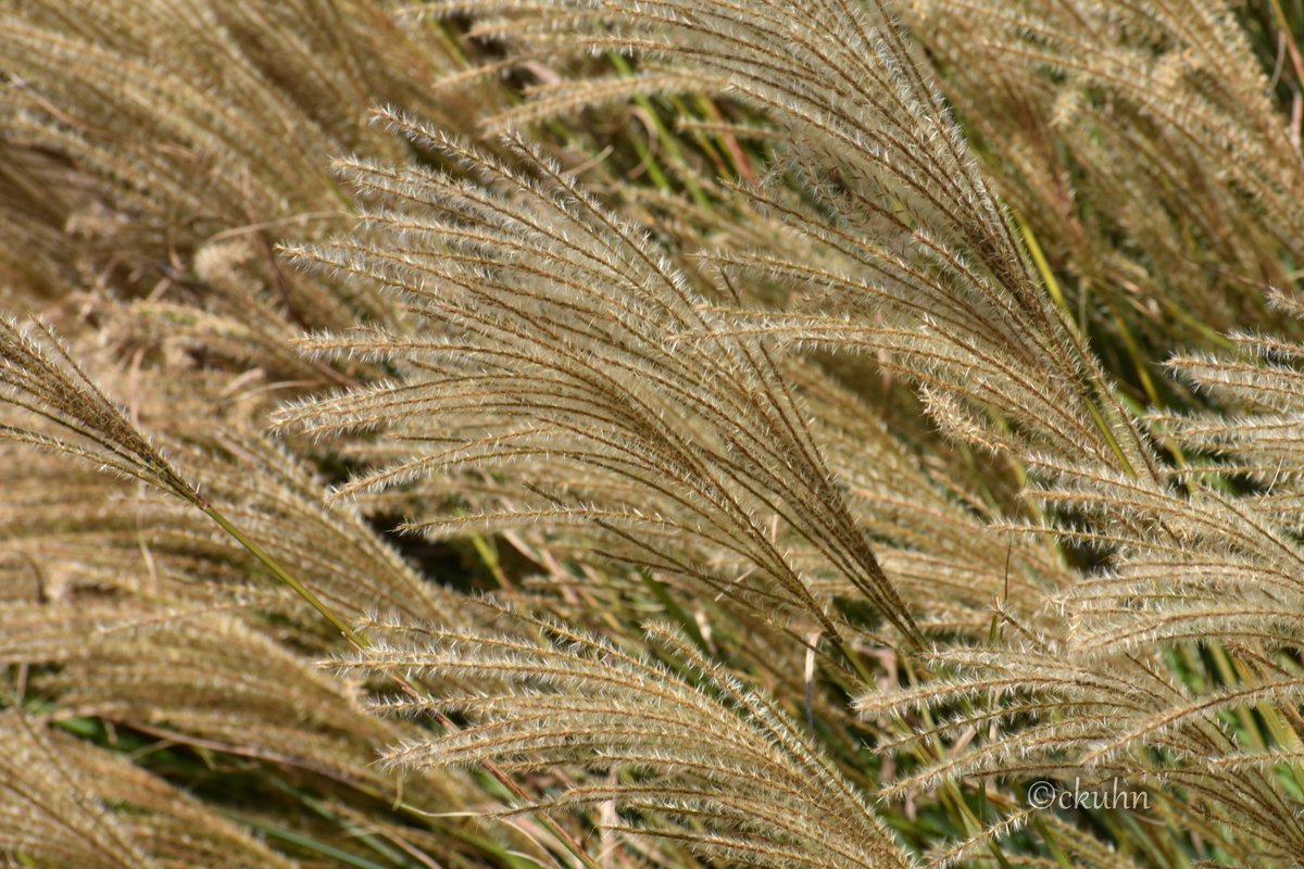 catjkuhn's tweet image. #MayPatternChallenge