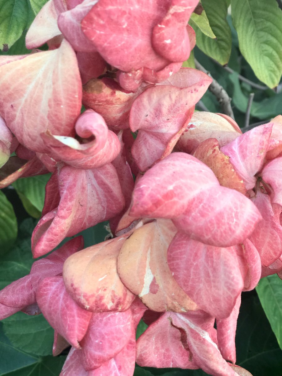 YarnsWool's tweet photo. #flores #flowers #flowerlovers #flowersphotography https://t.co/TuTYnfNTJa