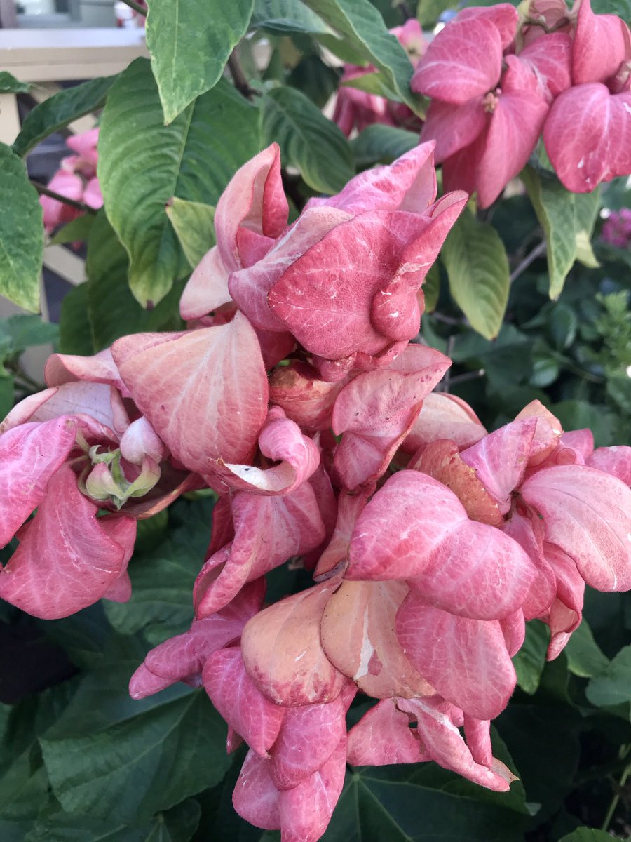 YarnsWool's tweet photo. #flores #flowers #flowerlovers #flowersphotography https://t.co/TuTYnfNTJa