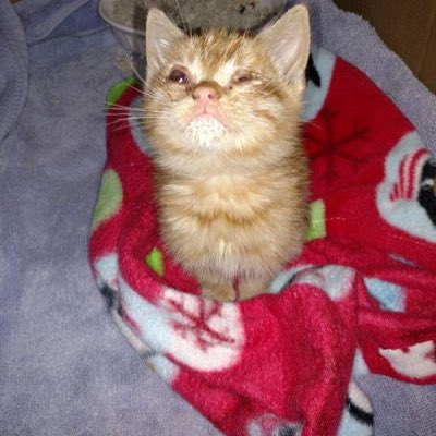 2cutekitten's tweet photo. #NewProfilePic https://t.co/3WmU5zCQsl