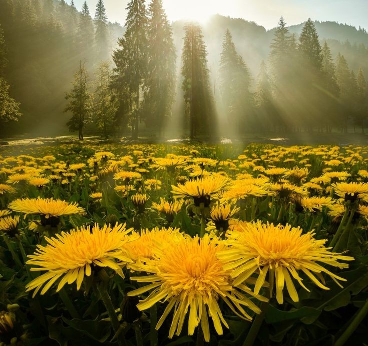 Whois_ImamMahdi's tweet photo. Wishing you a happy new week.
#nature
#naturelovers https://t.co/TfUtyNldNR