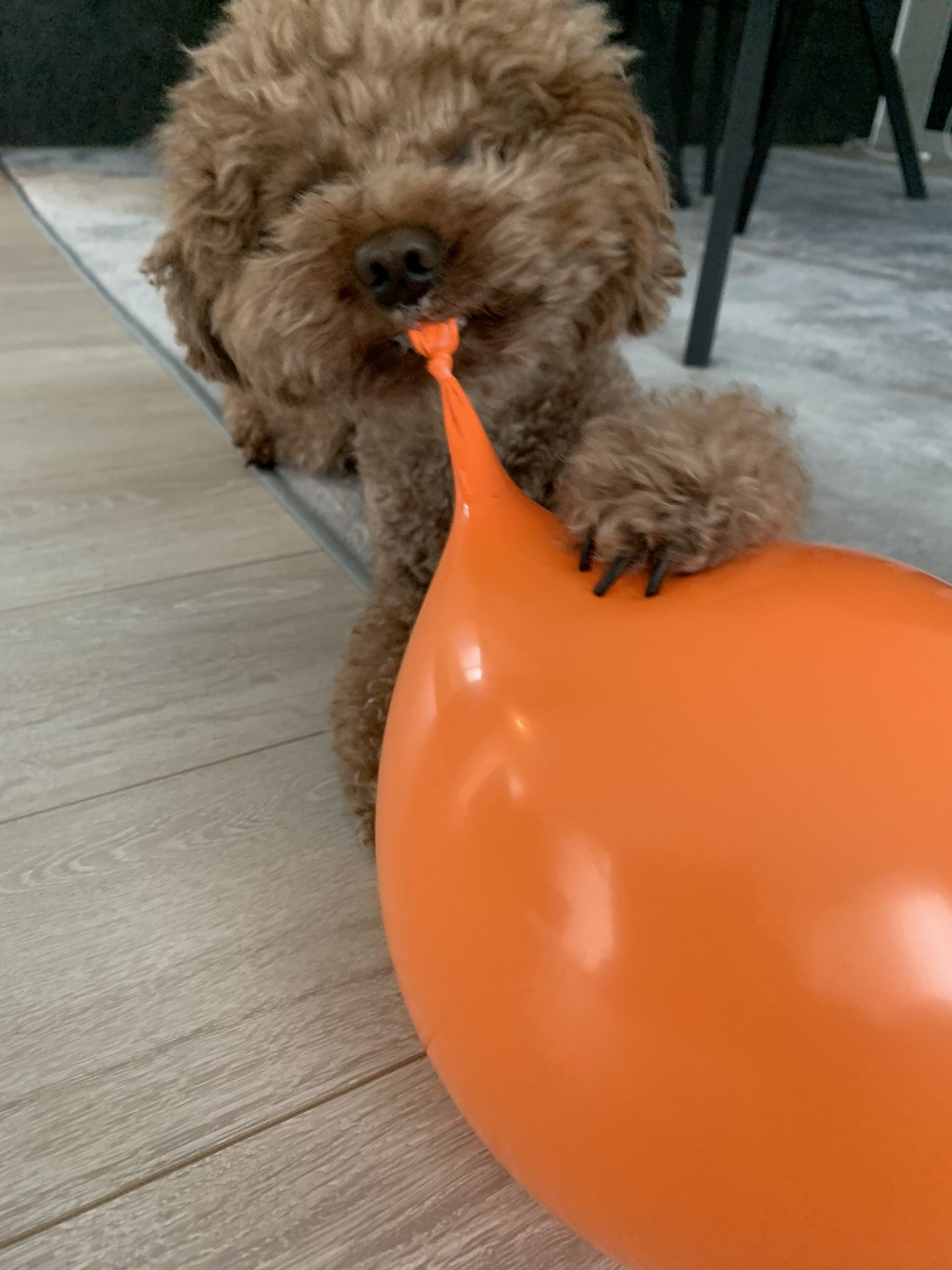 アフロヘアのアフロくん Auf Twitter 風船びよ ん この後勢いよく割れたのは言うまでもありません トイプードル 風船 犬の遊び 犬のいる暮らし 愛犬 犬バカ 親バカ ふわもこ T Co Py3hrrnfcb Twitter アフロヘアのアフロくん Auf Twitter 風船びよ ん この後勢いよく割れたのは言うまでもありません トイプードル 風船 犬の遊び 犬のいる暮らし 愛犬 犬バカ 親バカ ふわもこ T Co Py3hrrnfcb Twitter