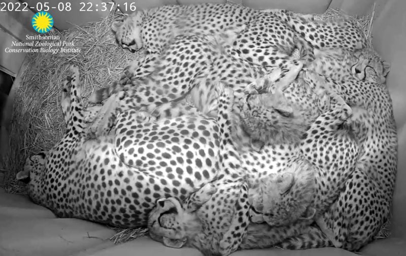 erobinson_mpsaz's tweet photo. It’s getting crowded! #CheetahCubdate
https://t.co/onzdhgLl3T https://t.co/QMlvz4iKpB