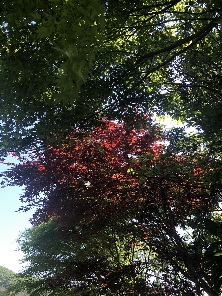 ASP21133112's tweet photo. 紅葉がきれいだな〜🍁

#紅葉　
#四季折々　
#赤と緑の並びが綺麗 https://t.co/dq2BCNj3Nw