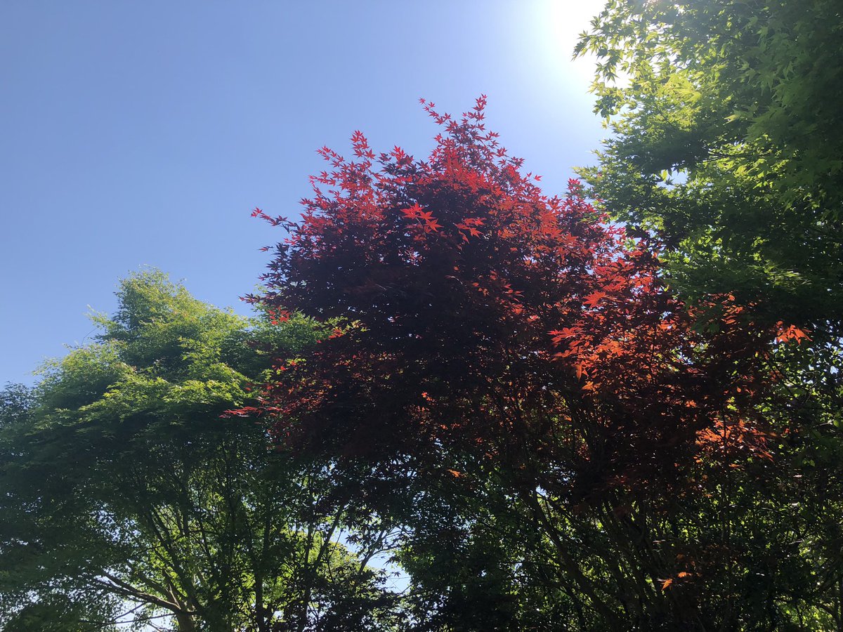 ASP21133112's tweet photo. 紅葉がきれいだな〜🍁

#紅葉　
#四季折々　
#赤と緑の並びが綺麗 https://t.co/dq2BCNj3Nw