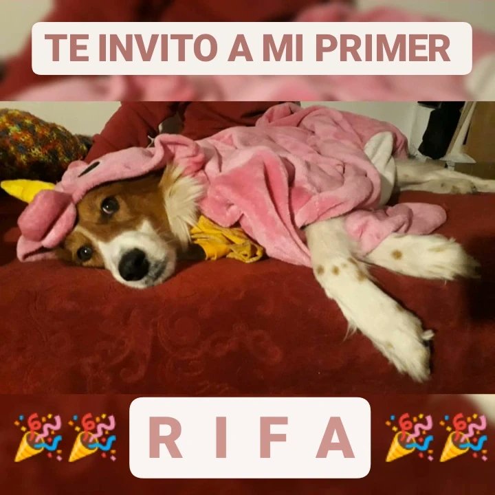 AldanaAbrego's tweet photo. Si son del barrio capaz alguna vez se lo cruzaron a kurco y a su cola de colores. Hace poquito descubrimos que tiene cáncer, asique estamos haciendo una rifa con altos premios para pagar el tratamiento. Si te copas, podes buscarnos en ig como @kurco.ok 
@VivireNuevaCba https://t.co/cAKFgqQsOO