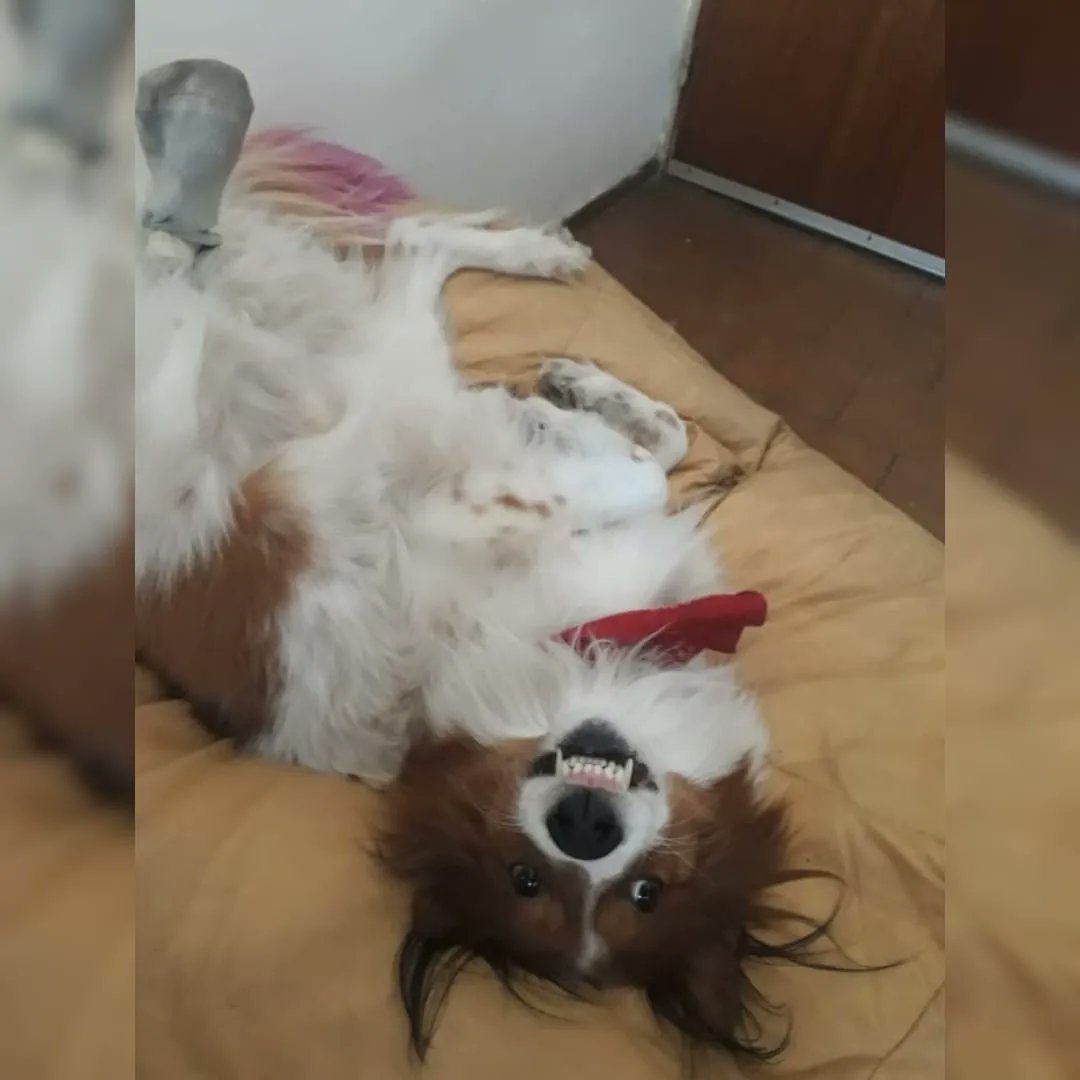 AldanaAbrego's tweet photo. Si son del barrio capaz alguna vez se lo cruzaron a kurco y a su cola de colores. Hace poquito descubrimos que tiene cáncer, asique estamos haciendo una rifa con altos premios para pagar el tratamiento. Si te copas, podes buscarnos en ig como @kurco.ok 
@VivireNuevaCba https://t.co/cAKFgqQsOO