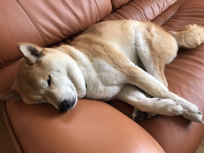 我が物顔でソファーを占拠するお犬さま。 