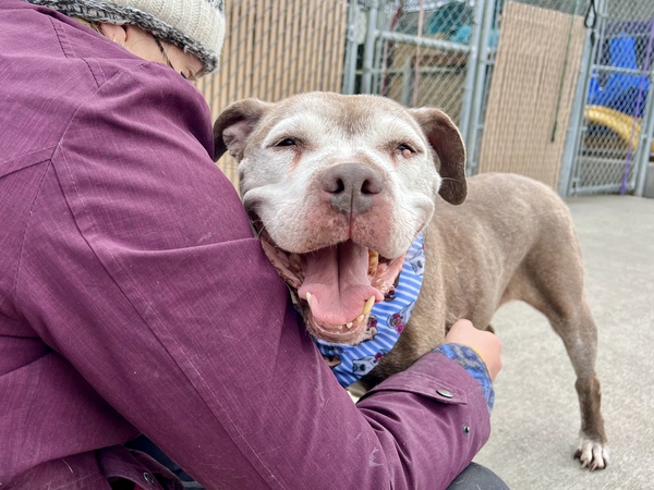 ckarr2's tweet photo. Need more heartbreak? Meet PENELOPE. 11y/o, maybe deaf, been in animal prison since 4/2 b/c DUMPED yet she smiles always, loves hard, is pure sunshine, a friend to & adored by ALL. Gentle, harmless, sweet, she asks for so little. Senior lovers, here's your girl, Bklyn NYCACC https://t.co/pt9yrCrR0B