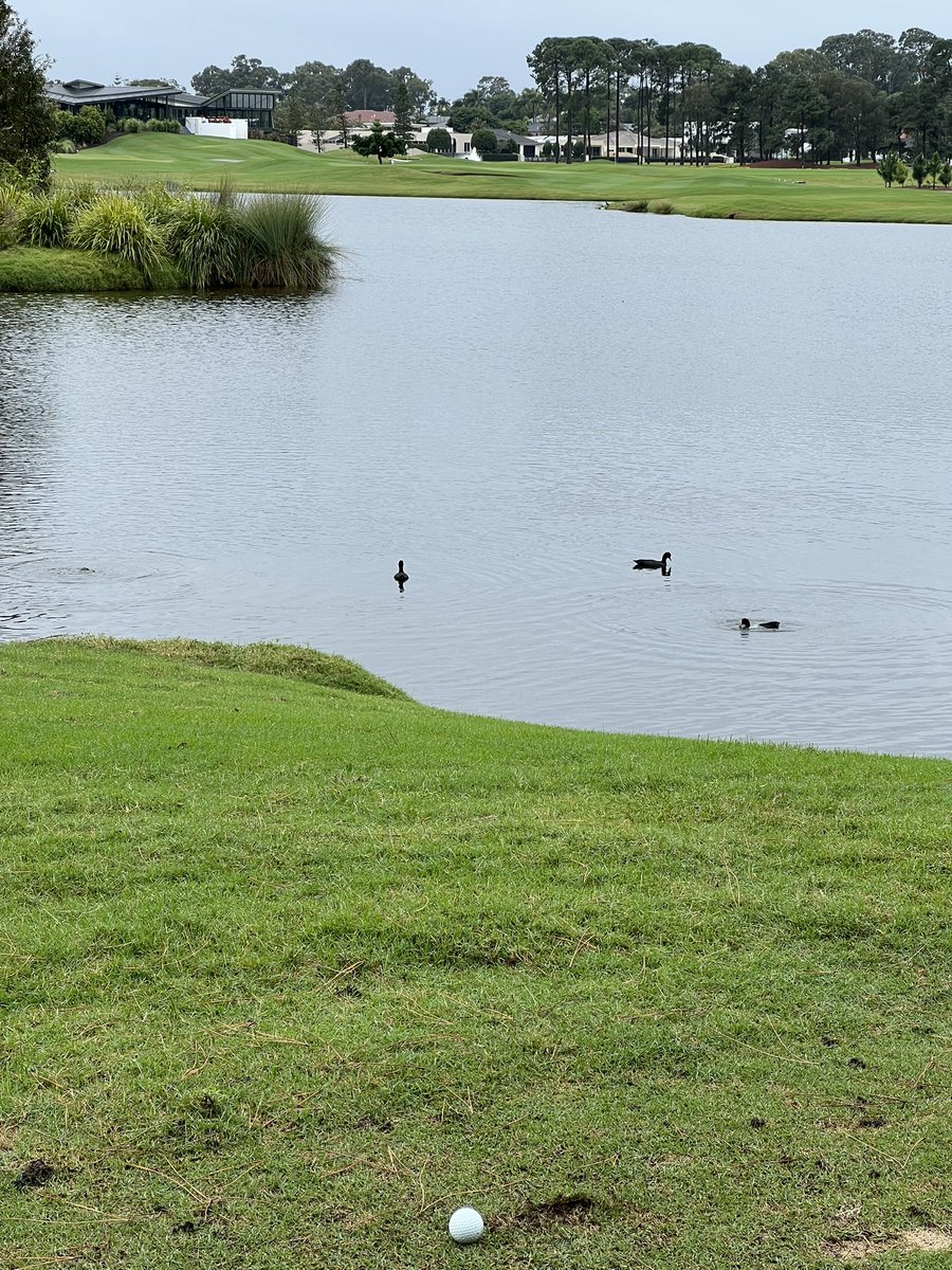 Holes that aren’t holes.

Practise hole #2 tee ➡️ practise hole 3 green. Sanctuary cove pines. <a href="/mikeclaytongolf/">Mike Clayton</a>