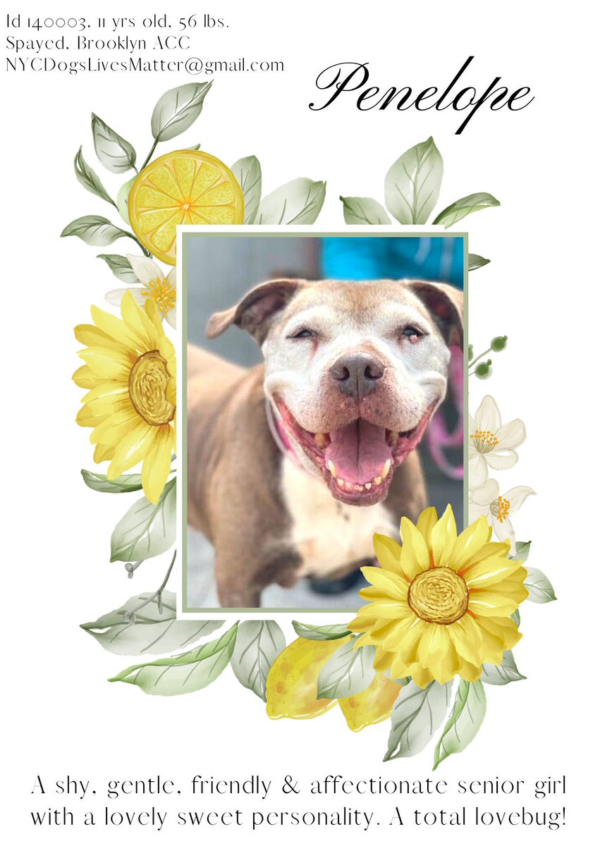 ckarr2's tweet photo. Need more heartbreak? Meet PENELOPE. 11y/o, maybe deaf, been in animal prison since 4/2 b/c DUMPED yet she smiles always, loves hard, is pure sunshine, a friend to & adored by ALL. Gentle, harmless, sweet, she asks for so little. Senior lovers, here's your girl, Bklyn NYCACC https://t.co/pt9yrCrR0B