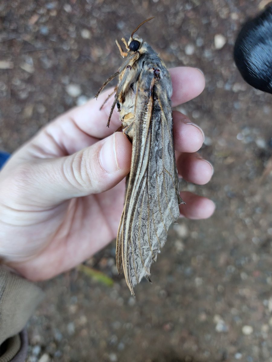 RTW_Aus's tweet photo. Cathy made a cool discovery while walking the the dog this morning - this huuuuuuge dead Rain Moth! 

Now is the time to spot these massive moths, which emerge in southern Australia just before and after autumn rain. 

#rainmoth #wildoz #naturenearyou https://t.co/pGnqdLsx3x