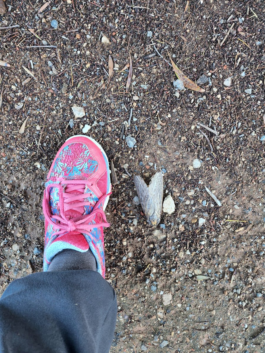 Cathy made a cool discovery while walking the the dog this morning - this huuuuuuge dead Rain Moth! 

Now is the time to spot these massive moths, which emerge in southern Australia just before and after autumn rain. 

#rainmoth #wildoz #naturenearyou