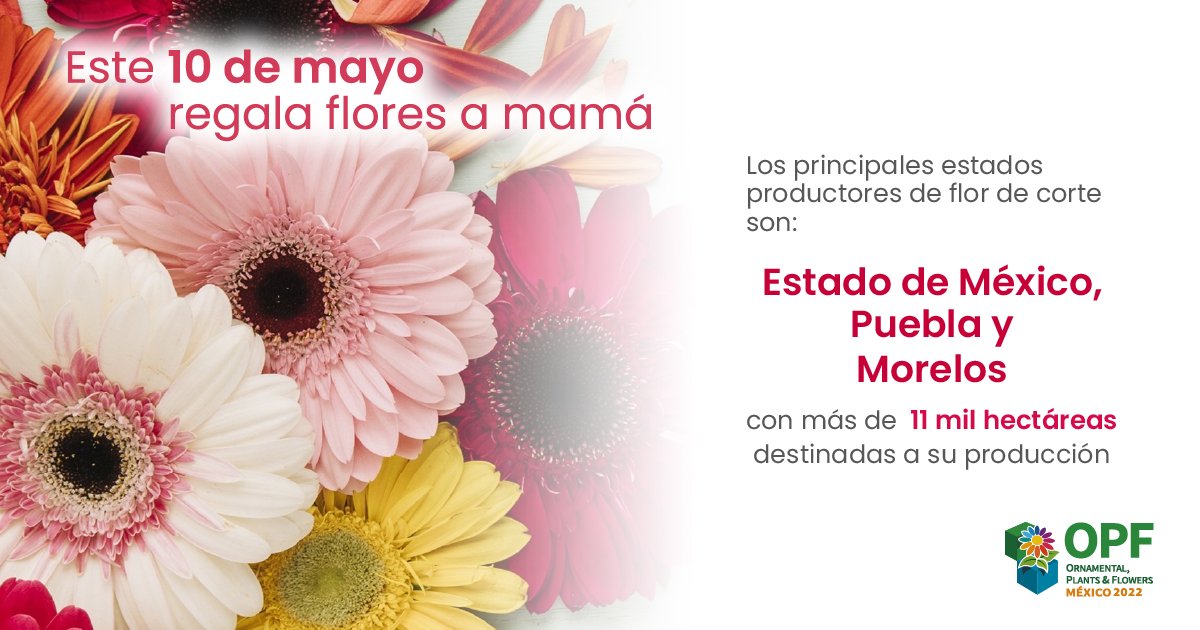 OPFexpo's tweet photo. ¡Regala flores a mamá este 10 de mayo!

Gracias a los productores ornamentales de planta en maceta y flor de corte, todo está listo para que puedas sorprender a mamá con flores.

"Las plantas y las flores son el alimento del alma que se come con los ojos"

#diadelamadre #opfexpo https://t.co/a65eDf7kVq