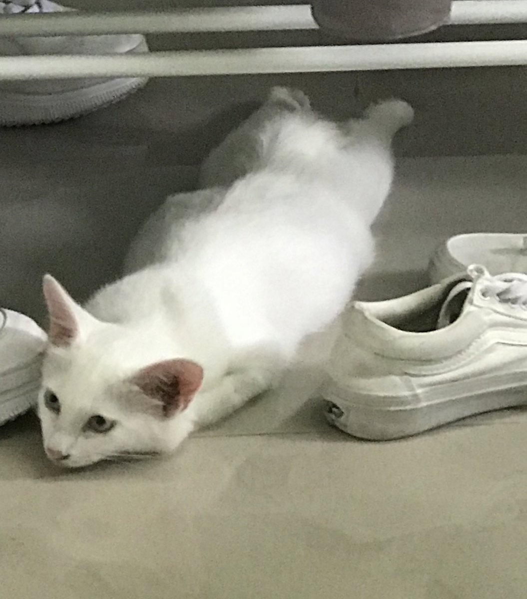 felinepotraits's tweet photo. What cat behaviour is this #CatMom #CatsOfTwitter https://t.co/kL2vFhYmBz