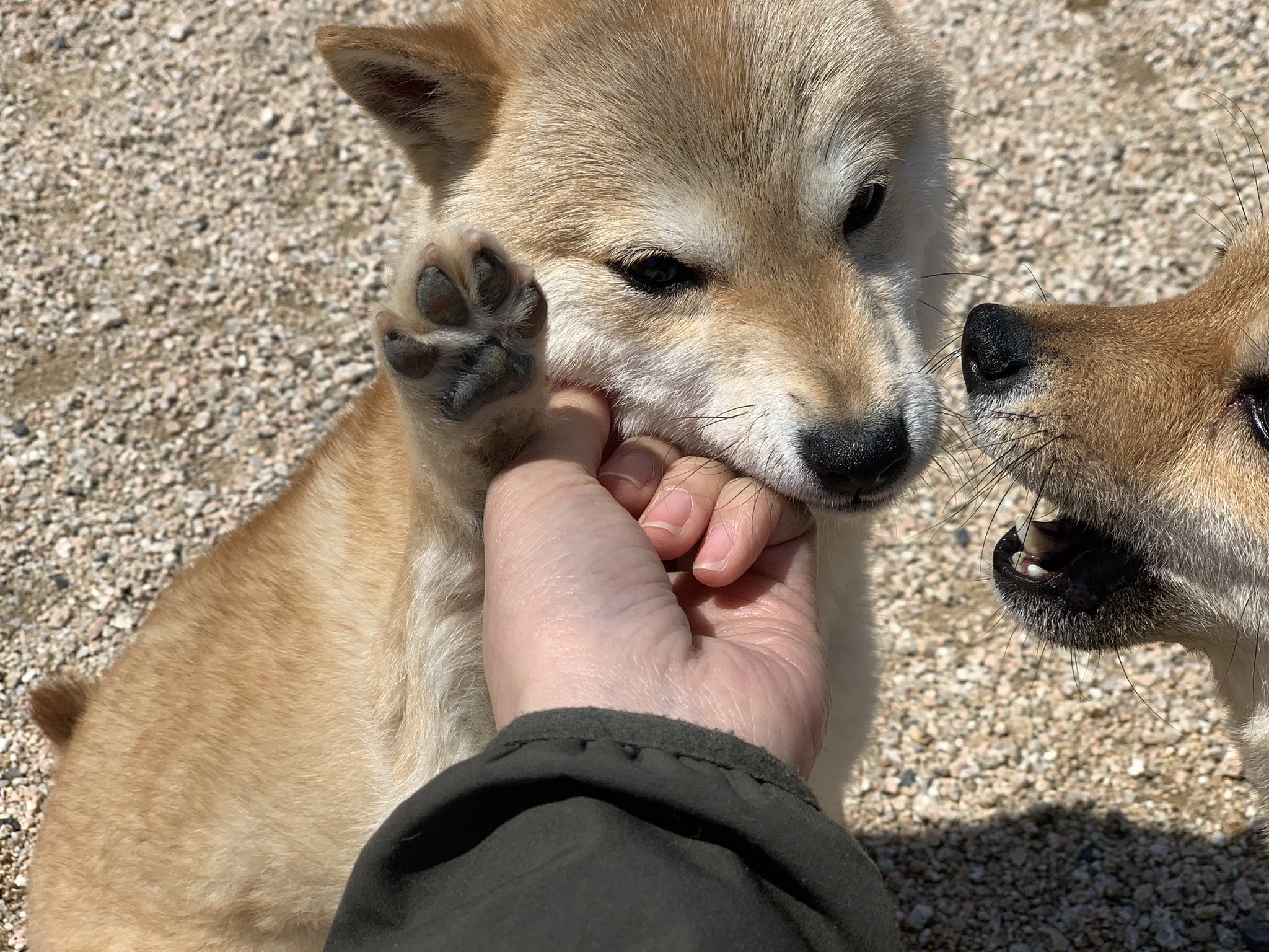 富士野荘 岡山サービスステーション 現在里親募集中の成犬 訓育 訓練済 問い合わせ番号 O 7 21年8月生まれ 手にじゃれるのが好きですが 甘噛みもせず ぺろぺろ攻撃です とっても人懐こい性格です お問い合わせ先 T Co 富士野荘 岡山サービスステーション 現在里親募集中の成犬 訓育 訓練済 問い合わせ番号 O 7 21年8月生まれ 手にじゃれるのが好きですが 甘噛みもせず ぺろぺろ攻撃です とっても人懐こい性格です お問い合わせ先 T Co