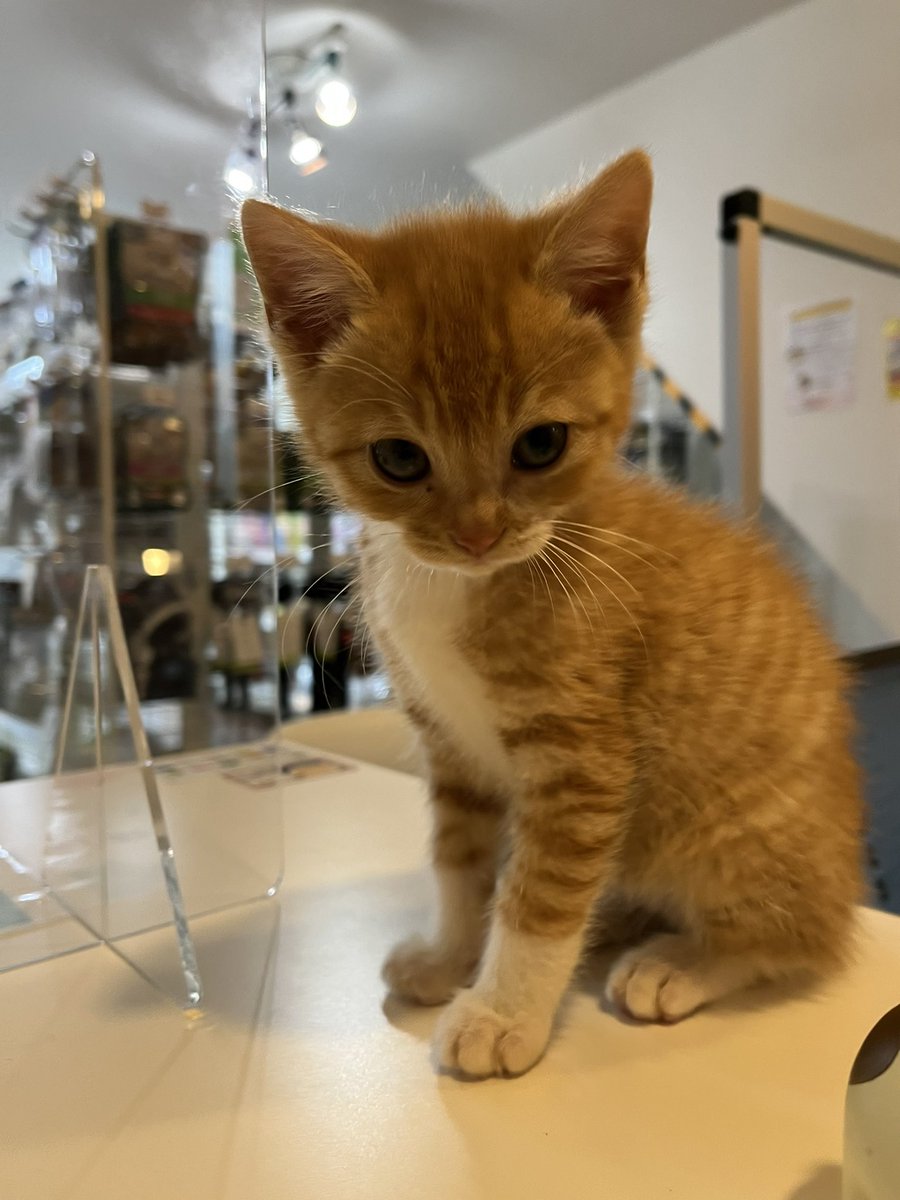 pet_ruff_ruff's tweet photo. 茶色の手足があおくん
白い手足がきいろちゃんです🐾
2匹とも生後推定3週間です〜
#三重県 #四日市 #保護猫 #茶トラ https://t.co/ftbiNcU3eE
